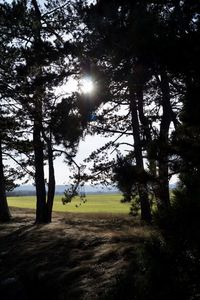 Trees on field against sky