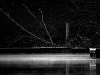 View of bare trees at night