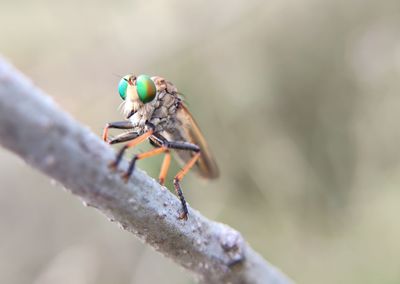 Close-up of insect on leaf