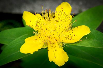 Close-up of insect on yellow flower