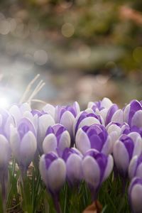 Close-up of purple crocus flowers on field