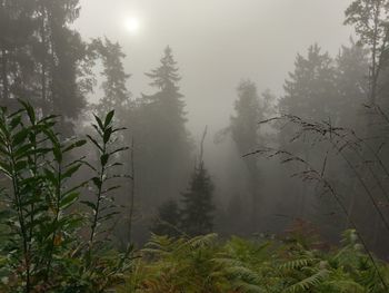 Trees on landscape against sky