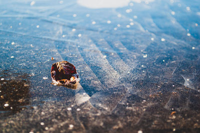 High angle view of crab on beach