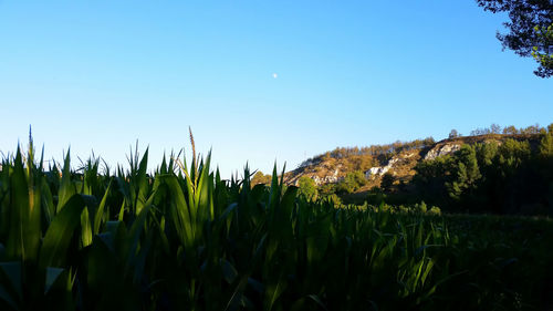 Scenic view of field against clear blue sky