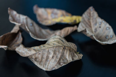 Close-up of wilted plant