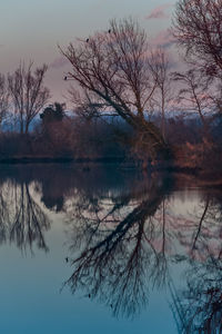 Reflection of bare trees in lake against sky