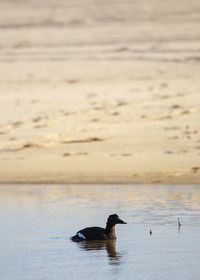 Duck swimming in lake