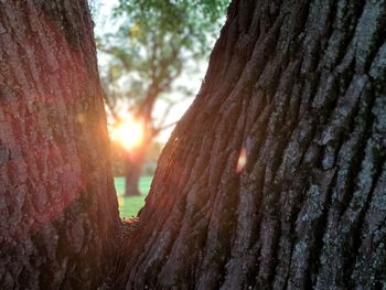 Close-up of tree trunk during sunset