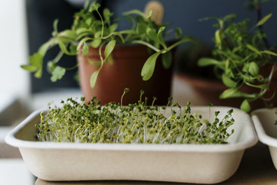 Tray of fresh microgreens