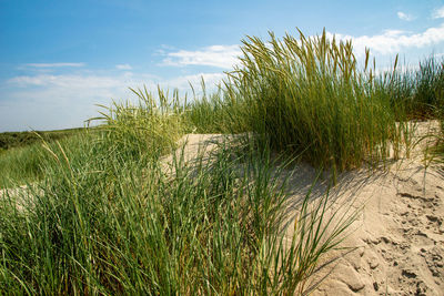 Plants growing on land against sky