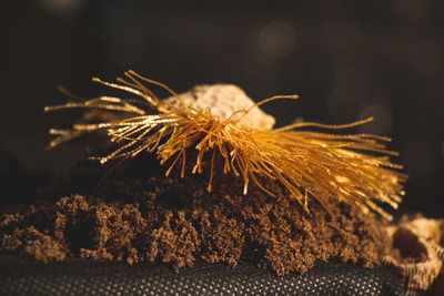 Close-up of dry plant on table