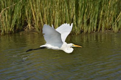 White bird flying over lake