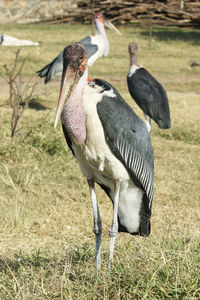 Close-up of bird perching on field