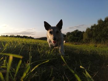 Portrait of a dog on field