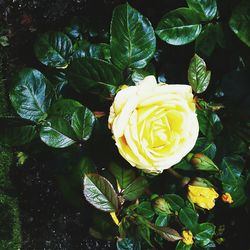 Close-up high angle view of yellow flower