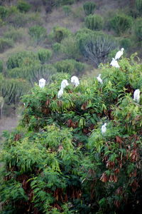 Birds on plants against trees