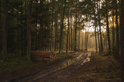 Trees in front of forest