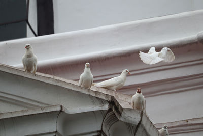 Low angle view of pigeons perching on roof