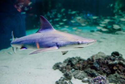 Fish swimming in sea