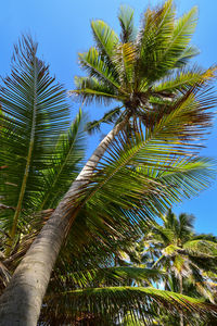 Low angle view of palm tree against sky