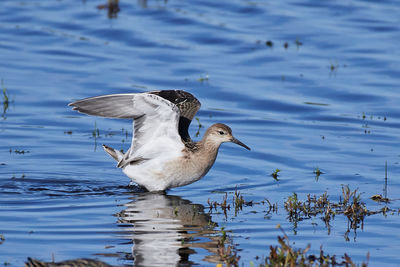 View of birds in lake
