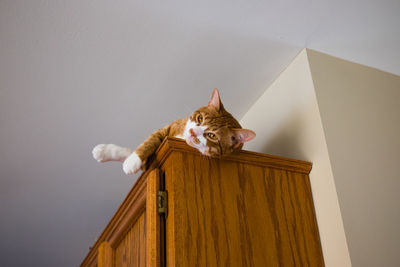 Low angle view of cat on closet against wall