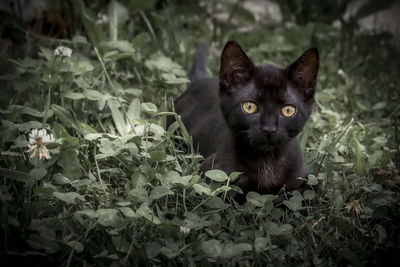 Portrait of black cat