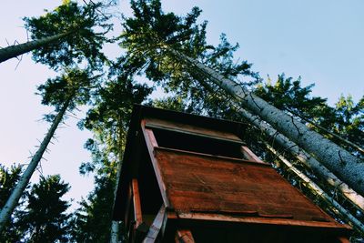 Low angle view of tree against sky