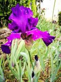 Close-up of purple crocus flowers blooming outdoors