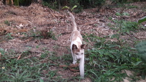 Dog standing on field