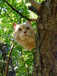 Portrait of cat sitting on tree