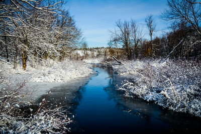 Bare trees in water