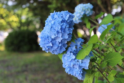 Close-up of blue hydrangea flowers