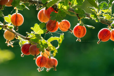 Close-up of ripe gooseberries