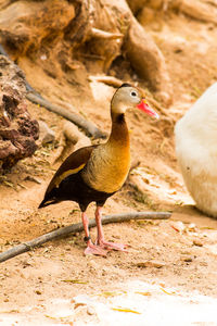 Close-up of duck on rock