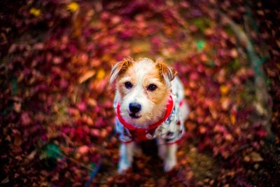 Portrait of dog standing on leaves during autumn