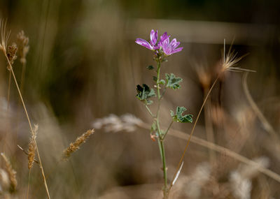 Close-up of purple flowering plant on field