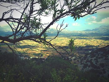Trees on landscape against sky