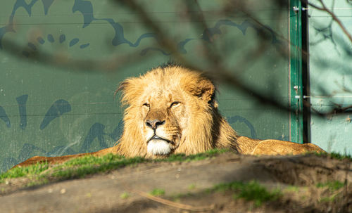 Portrait of a cat resting in zoo