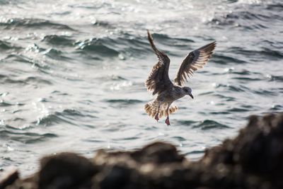 Close-up of bird flying over sea