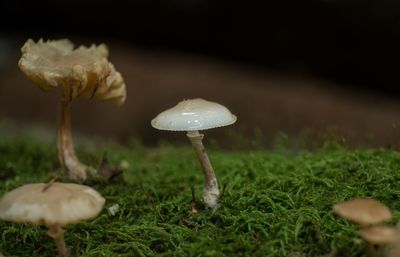 Close-up of mushrooms growing on field