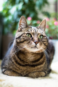 Close-up portrait of cat