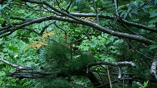 Trees in forest