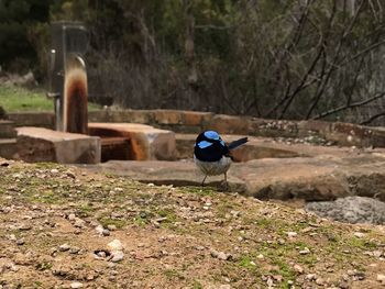 Bird perching on a field