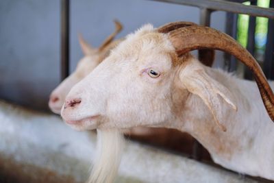 Close-up of a goat
