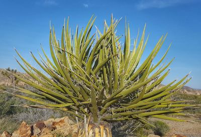 Close-up of plant against sky