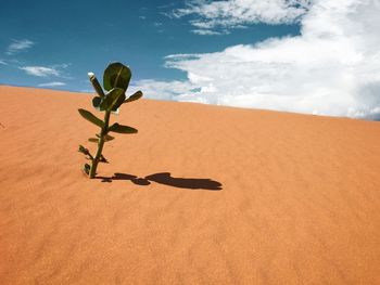 Plant growing on sand against sky