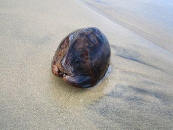 High angle view of crab on sand at beach