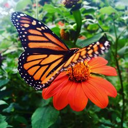 Close-up of butterfly pollinating on orange flower