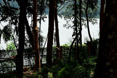 Trees in forest against sky